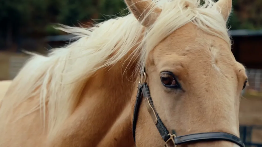 A horse at a Horsopia session